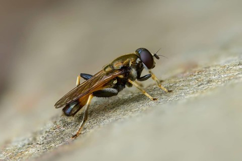 Brown-toed leafwalker, common red leafrunner hoverfly, common long-belly hoverfly, long-bellied