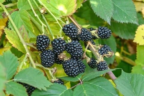 Thornless blackberry (Rubus fruticosus 'Thornfree'),  Germany