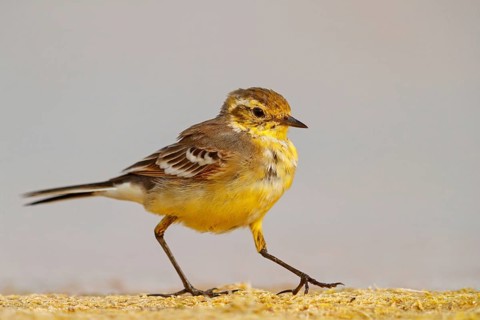 Citrine wagtail, (Motacilla citreola), foraging in a biotope, Middle East, Oman, songbird, family