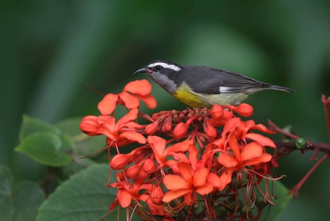 Bananaquit (Coereba flaveola), Dominican Republic