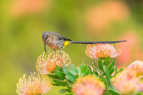 Cape sugarbird (Promerops cafer), Harold Porter National Botanical Gardens, Betty's Bay, Western