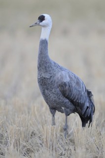Hooded Crane (Grus monacha), Arasaki, Japan