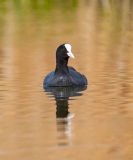Eurasian Coot (Fulica atra), swimming on a pond, Thuringia, Germany