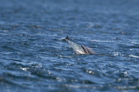 Common bottlenose dolphin (Tursiops truncatus) adult marine mammal eating a salmon fish on the