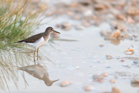 Common sandpiper, sandpiper (Actitis hypoleuco), biotope, habitat, foraging, Raysut, Salalah,