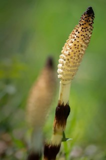 Equisetaceae, equisetum telmateia, giant horsetail, horsetail, great horsetail, high size, vertical
