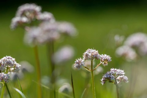 Valerian, valerian plants, small valerian, marsh valerian, valeriana dioica, valerianaceae,