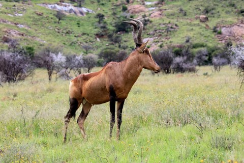 Red hartebeest (Alcelaphus buselaphus caama), Kaama, adult, foraging, alert, Mountain Zebra