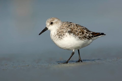 Sanderling (Calidris alba), Victoria, Australia