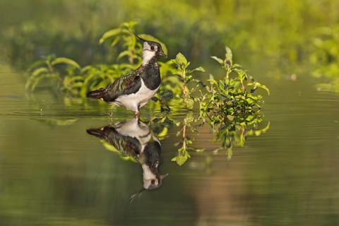 Northern Lapwing (Vanellus vanellus), Bavaria, Germany