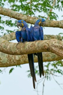 Two hyacinth macaws are perched on a branch in a tropical setting, Hyacinth Macaw (Anodorhynchus