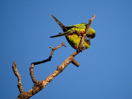 Nanday Parakeets (Aratinga nenday) in the wild, seen in Buenos Aires, Argentina
