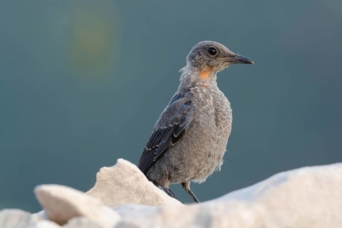 Blue Rock Thrush (Monticola solitarius) juvenile perched on a rock, Primorje, Croatia