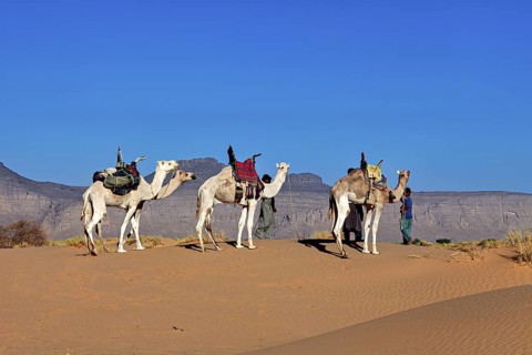 Camels stand in the desert in front of an imposing rocky backdrop under a clear blue sky, Tuareg