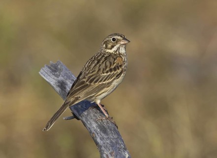 Vesper Sparrow (Pooecetes gramineus), Michigan, USA