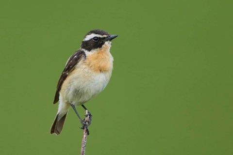 Whinchat (Saxicola rubetra) male, Armenia