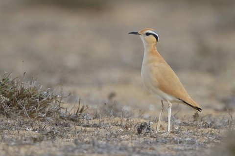 Cream-colored Courser (Cursorius cursor), Lanzarote, Spain