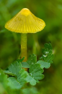 Hygrocybe glutinipes, sticky sapling, mucosal sapling, fungi, fungus, high size, vertical format,