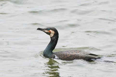 Great cormorant (Phalacrocorax carbo) swimming on a lake, Bavaria, Germany