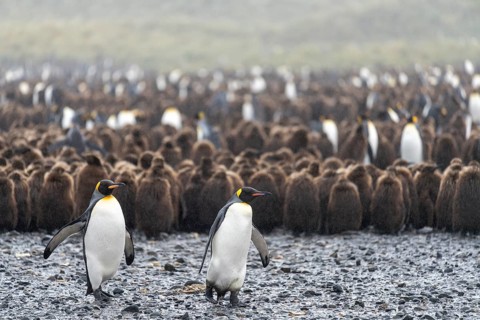 King penguin (Aptenodytes patagonicus), two adults walking on a pebble beach in front of a colony