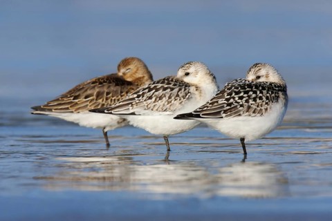 Sanderling & Dunlin (Calidris alpina & Calidris alba), Victoria, Australia