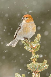 Pine Grosbeak (Pinicola enucleator) female, Alaska, USA