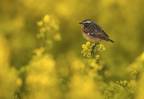 Whinchat (Saxicola rubetra), Mecklenburg-Western Pomerania, Germany