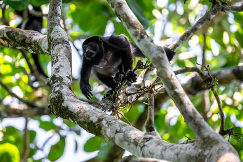 Mantled howler (Alouatta palliata) sitting in a tree, Cahuita National Park, Costa Rica