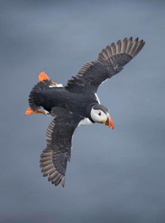 Atlantic Puffin (Fratercula arctica) flying, Iceland