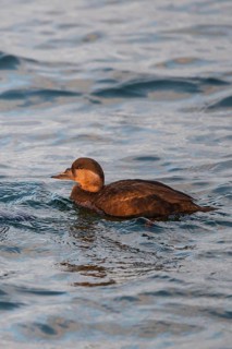 Common Scoter (Melanitta nigra) female, Mecklenburg-Western Pomerania, Germany
