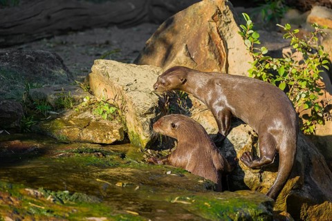Two giant otter or giant river otter (Pteronura brasiliensis) climb out of the river onto a mossy