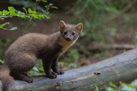 Young european pine marten sitting on a log framed with green leaves