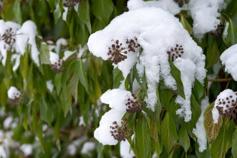 Araliaceae, tree wind, common ivy, ivy, hedera helix, ivy, flora, plants, snow, winter