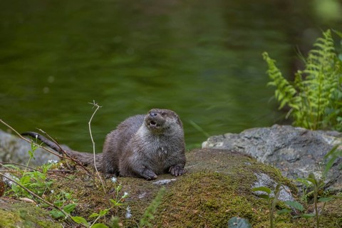 One Eurasian otter (Lutra lutra), resting on a mossy rock. Green water reflections in the
