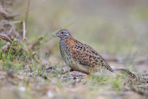 Painted Buttonquail (Turnix varius) female perched on the ground, Victoria, Australia