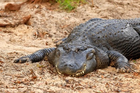 Mississippi Alligator (Alligator mississippiensis), pike alligator, adult, lying, friendly,