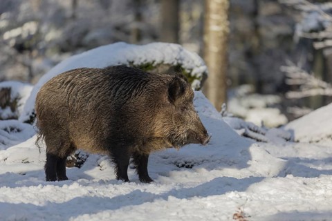 Wild boar or wild pig (Sus scrofa), walking through snow covered forest
