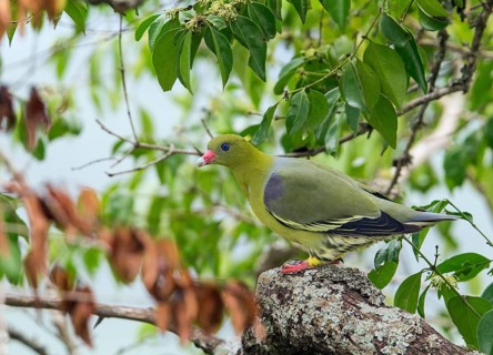 African Green Pigeon (Treron calvus), Uganda