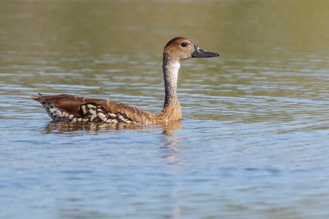 West Indian Whistling Duck (Dendrocygna arborea) feeding in a lagoon in Cuba