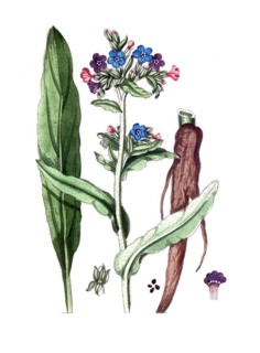 Anchusa officinalis, Common bugloss, digital reproduction of a historical original, between 1790
