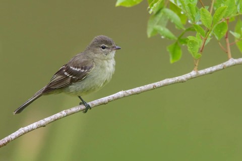 Olivaceous Elaenia (Elaenia mesoleuca) perched on a branch in the Atlantic rainforest of southeast