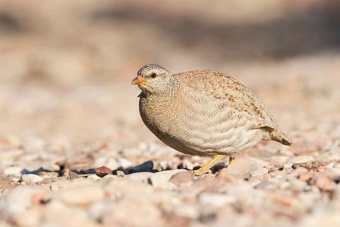 Sand Partridge (Ammoperdix heyi) female, Eilat, Israel