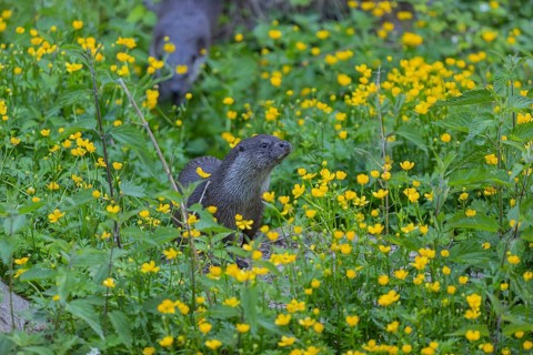 Two Eurasian otter (Lutra lutra), walking through a field of yellow flowers (Ranunculus) and green