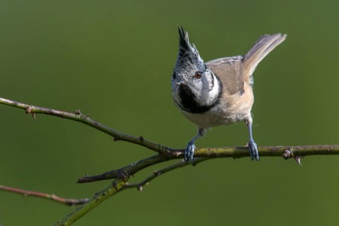 Crested tit, crested tit, Lophophanes cristatus, parus cristatus, birds, tit, passeri, songbirds,