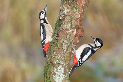 Great spotted woodpecker (Dendrocopos major), male and female, foraging on a tree trunk covered