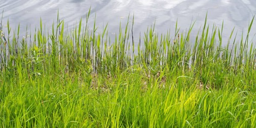Blades of grass on the Bolter Canal, close-up, Müritz National Park, Mecklenburg Lake District,