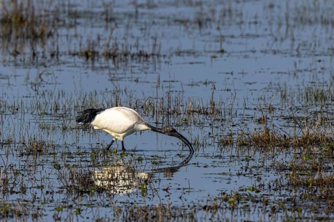 African Sacred Ibis (Threskiornis aethiopicus) foraging, North Rhine-Westphalia, Germany