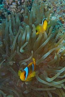 Red sea anemonefish (Amphiprion bicinctus)