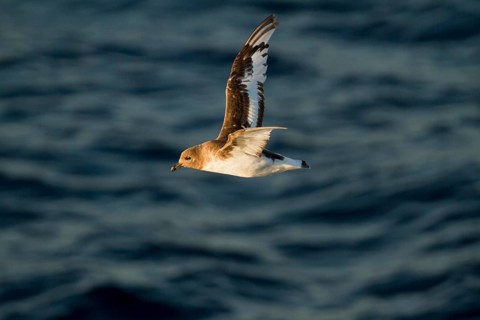 Antarctic Petrel (Thalassoica antarctica) flying, Ross Sea, Antarctica