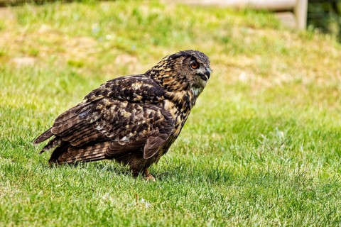 An eagle owl, seen in profile, sits alertly in a meadow. The eagle owl in a meadow near